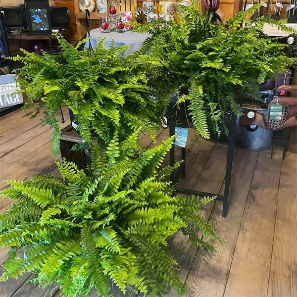 🔥Last Day 75% OFF--🌿UV Resistant Lifelike Artificial Boston Fern🔥