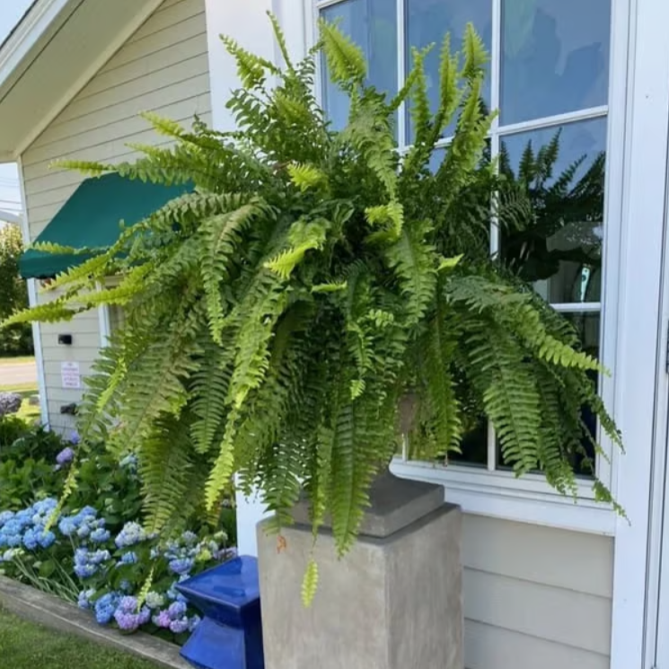 🔥Last Day 75% OFF--🌿UV Resistant Lifelike Artificial Boston Fern🔥